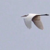 Great Egret  "Ardea alba"